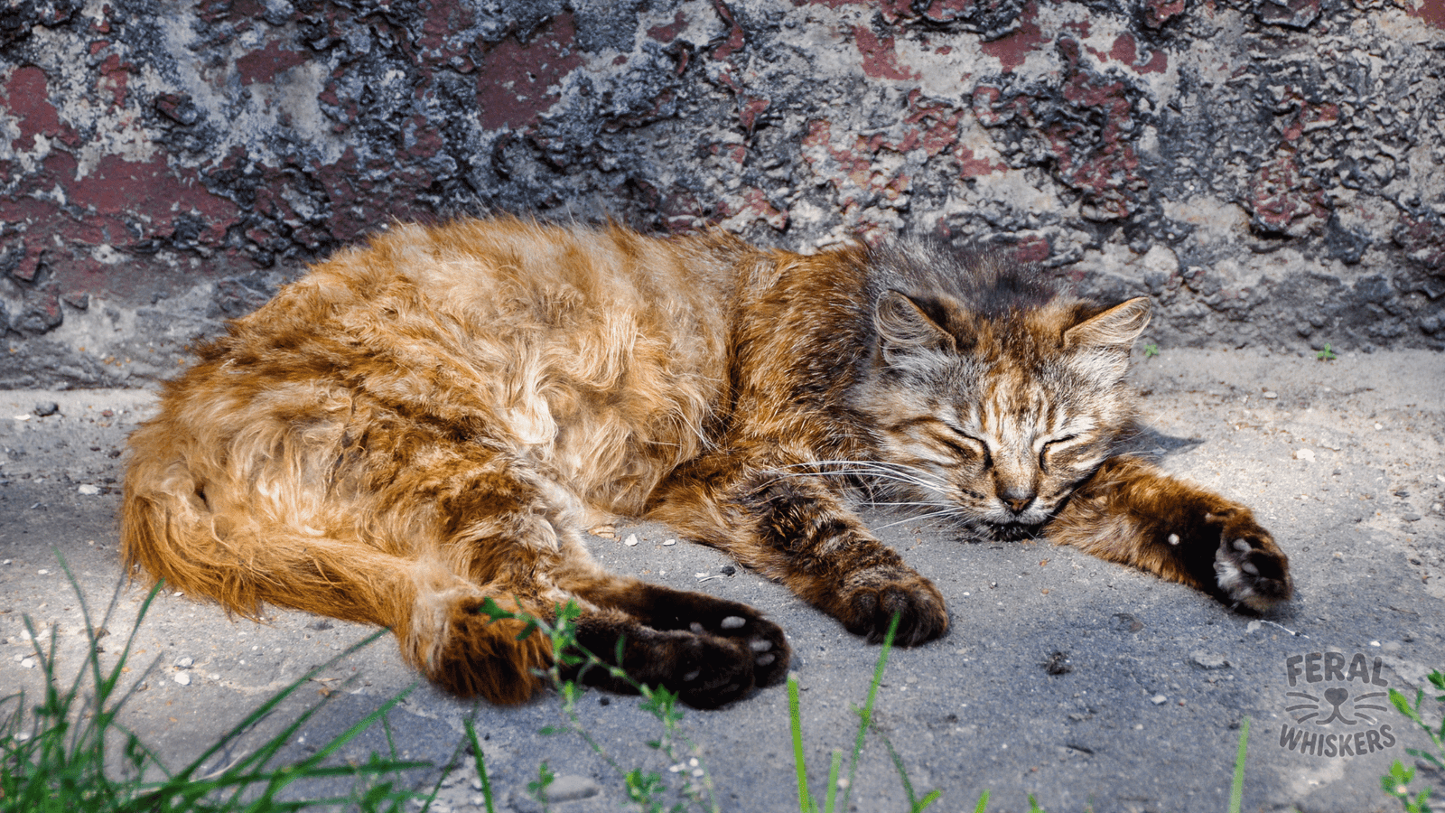 Feline Panleukopenia Virus (FPV): The Complete Guide for Cat Owners