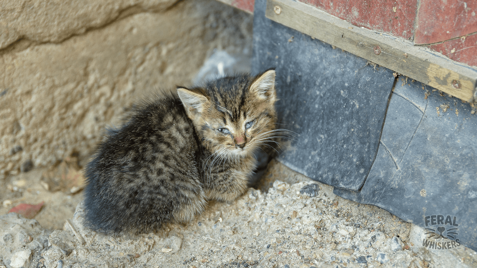 Feline Calicivirus (FCV): Complete Guide for Cat Parents