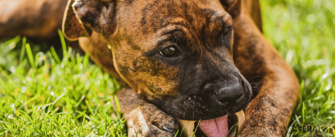 Dental Health Naturally: Holistic Dog Teeth Care Without Chemicals