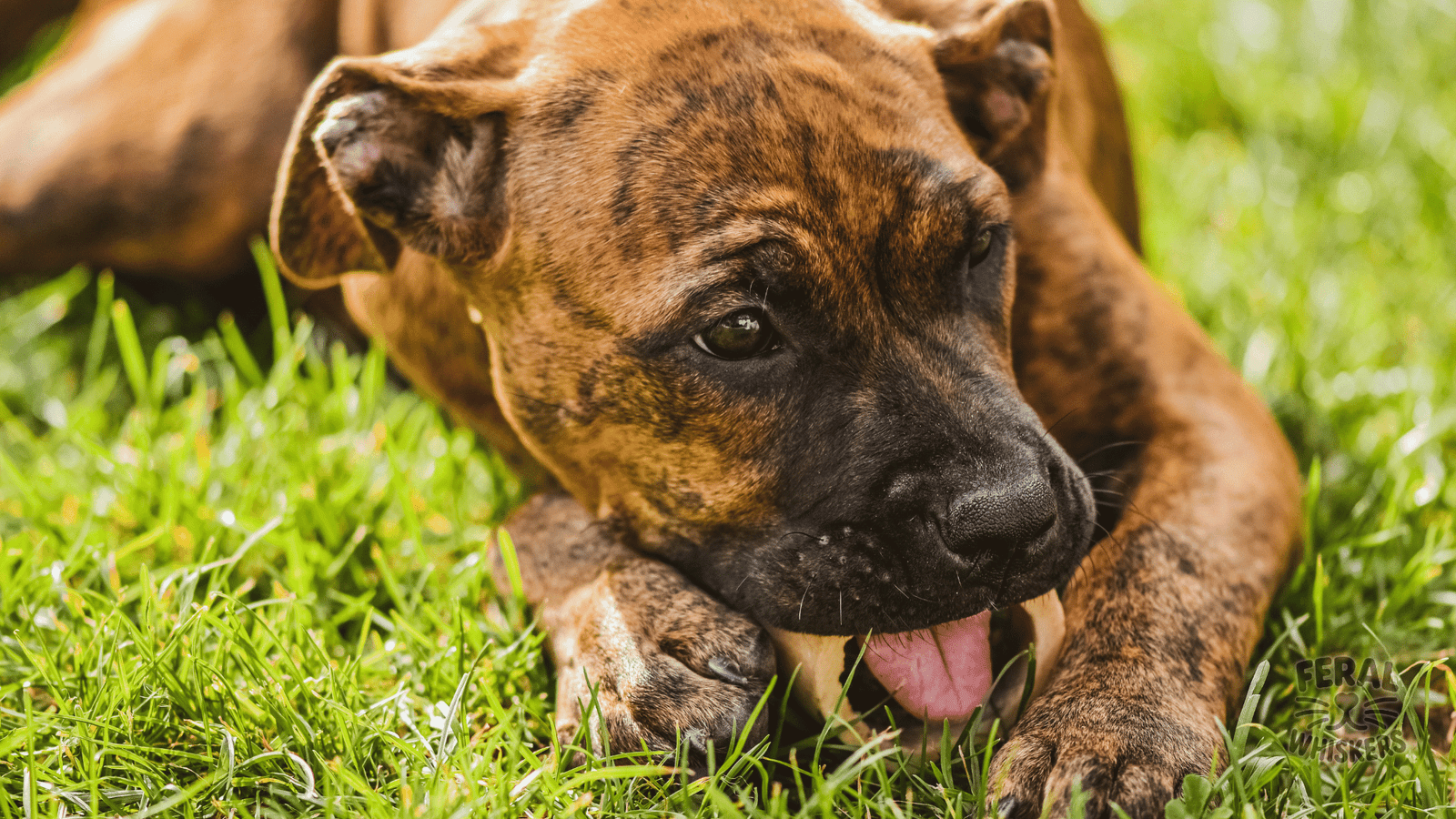 Dental Health Naturally: Holistic Dog Teeth Care Without Chemicals