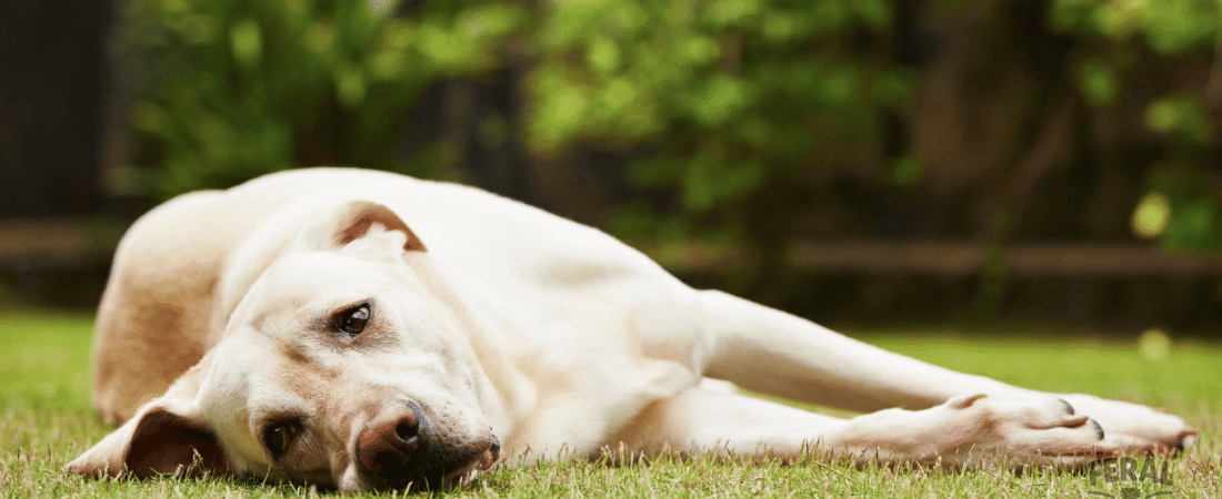 Canine Anxiety & Stress: Natural Remedies and Calming Rituals