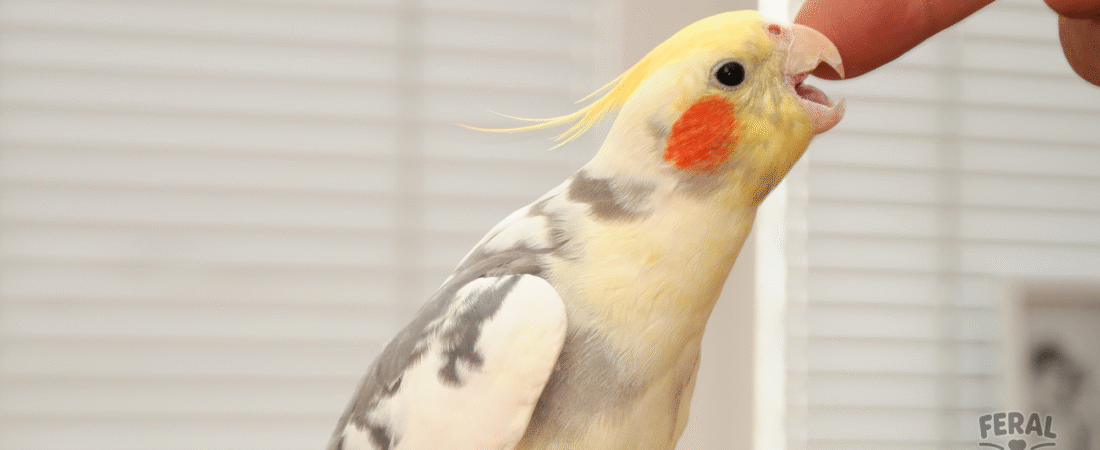 Why Birds Bite: Understanding and Correcting Aggressive Behaviors in Pet Birds