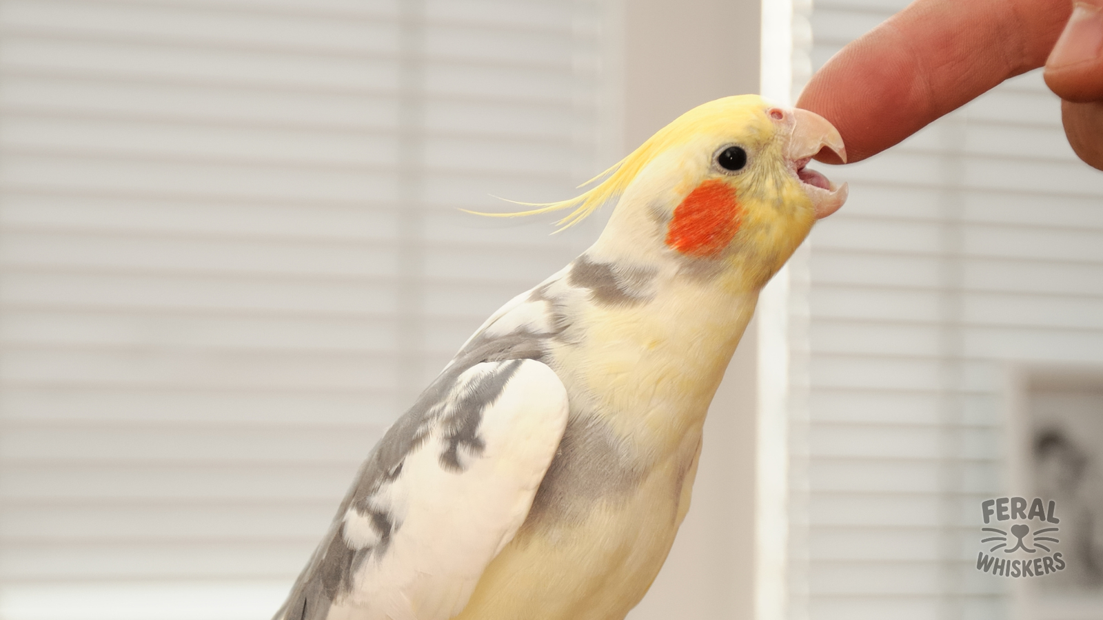 Why Birds Bite: Understanding and Correcting Aggressive Behaviors in Pet Birds