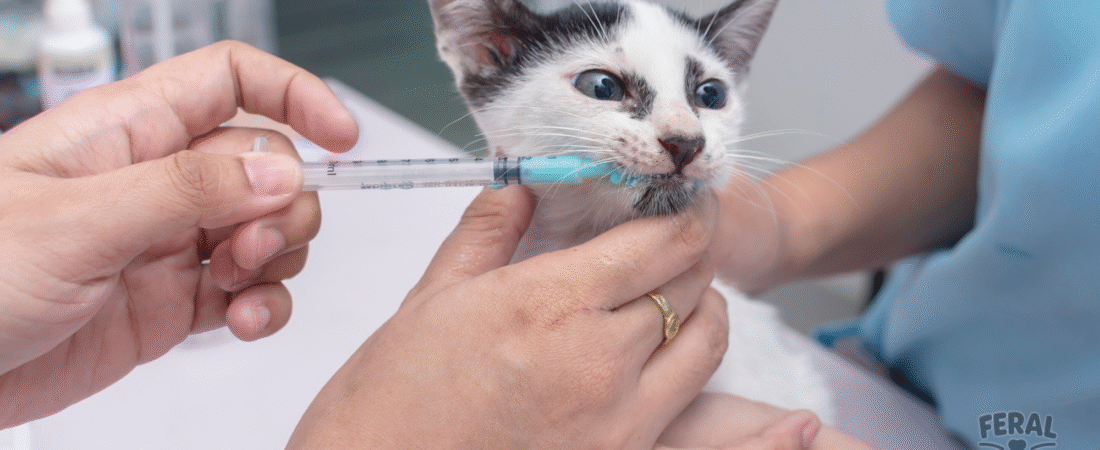 Roundworms in Dogs & Cats: Complete Guide with Medical, Holistic & Home Remedies