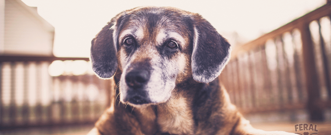 Senior Dog Care: Natural Remedies for Aging Gracefully