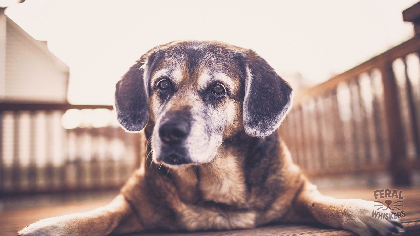Senior Dog Care: Natural Remedies for Aging Gracefully