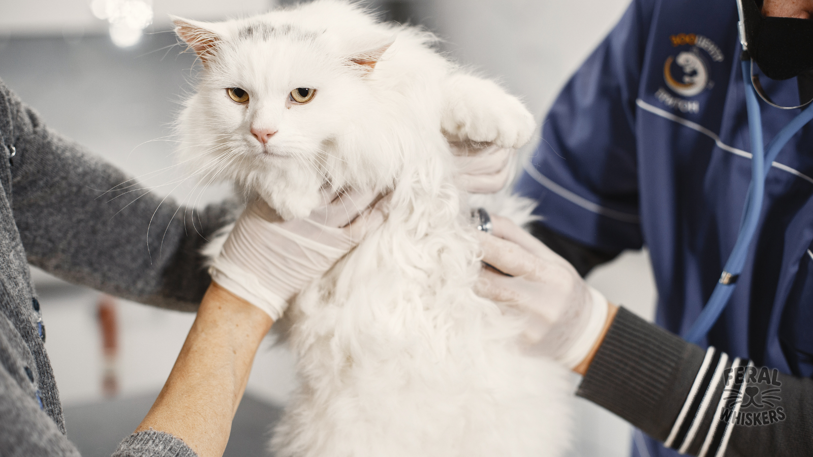 Hookworms in Cats: Complete Guide with Medical, Holistic & Kitchen Remedies