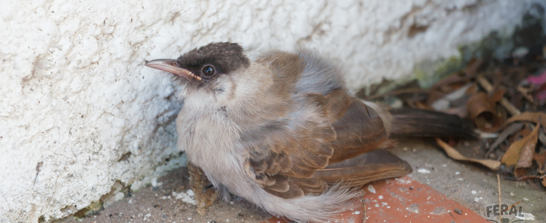 Holistic Health for Pet Birds: Natural Ways to Prevent Illness