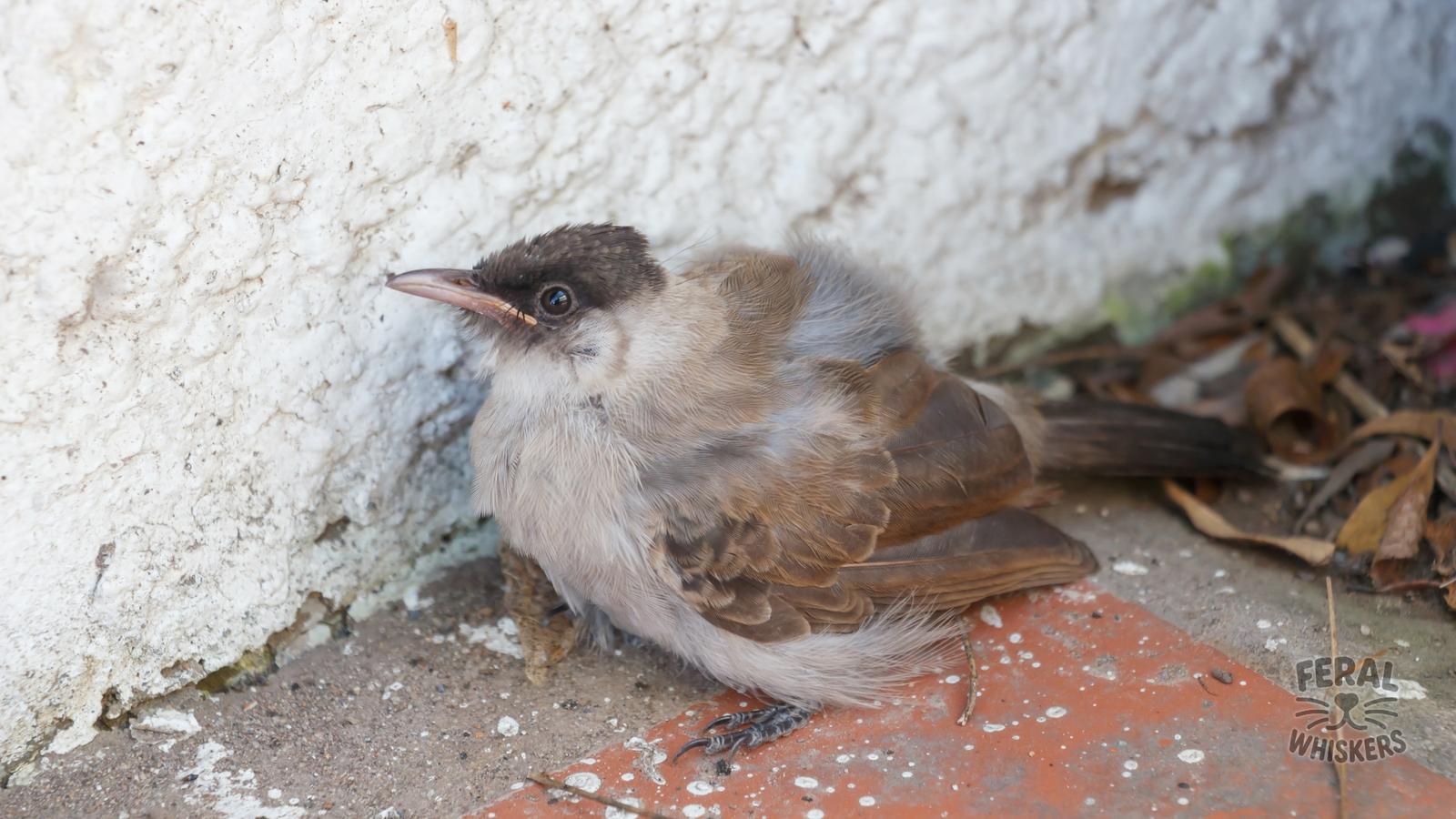 Holistic Health for Pet Birds: Natural Ways to Prevent Illness