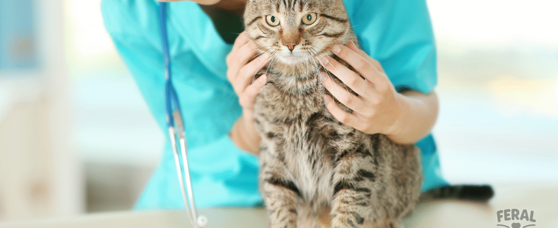 Tapeworms in Cats: Symptoms, Treatment, Holistic Remedies & Prevention