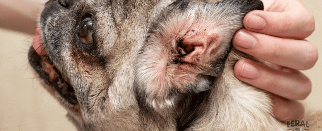 Dog Ear Health: Natural Cleaning & Holistic Infection Prevention