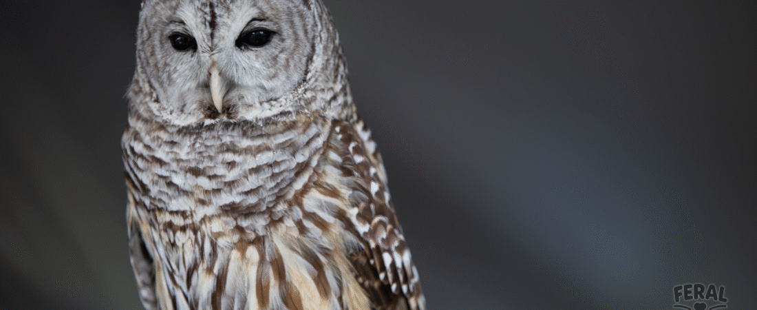 Endangered Birds and the Illegal Pet Trade