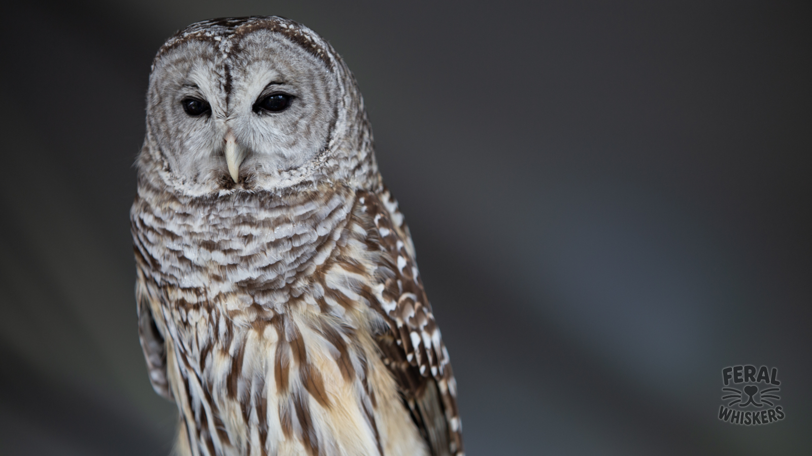 Endangered Birds and the Illegal Pet Trade