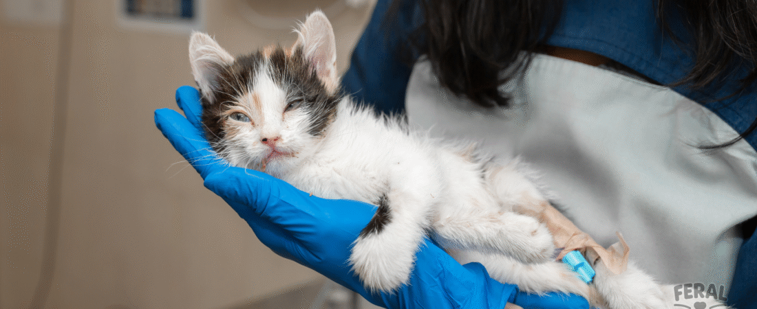 Giardia in Cats: Symptoms, Treatment, Holistic Remedies & Prevention