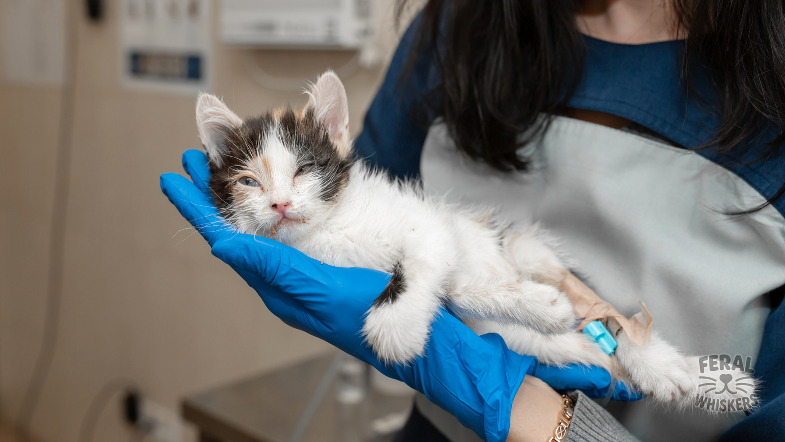 Giardia in Cats: Symptoms, Treatment, Holistic Remedies & Prevention