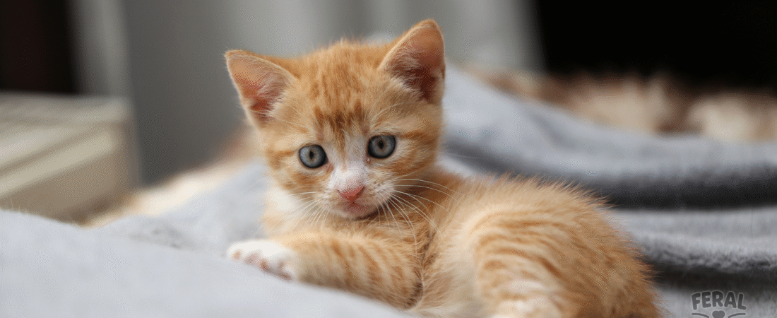 Coccidia in Cats: Symptoms, Treatment, Holistic Remedies & Prevention