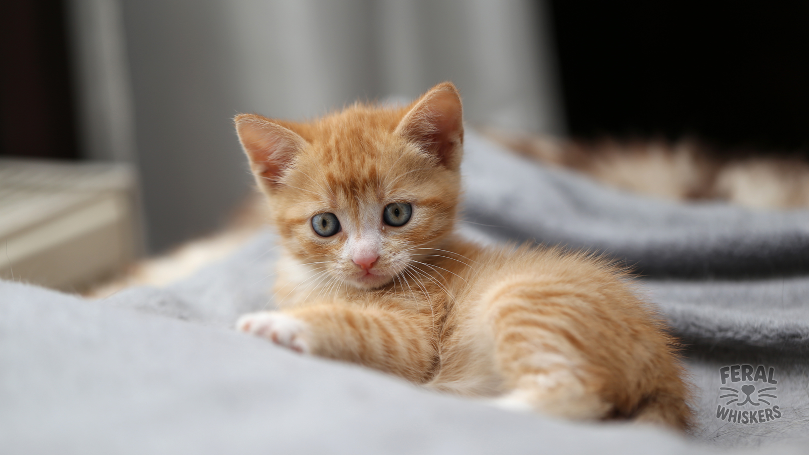 Coccidia in Cats: Symptoms, Treatment, Holistic Remedies & Prevention