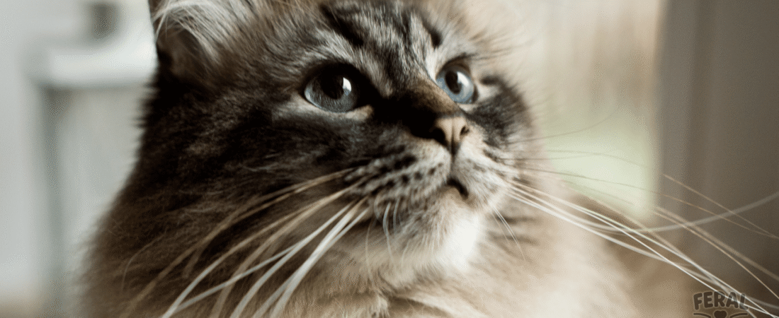 Whisker-Talk: More Than Just Face Decoration