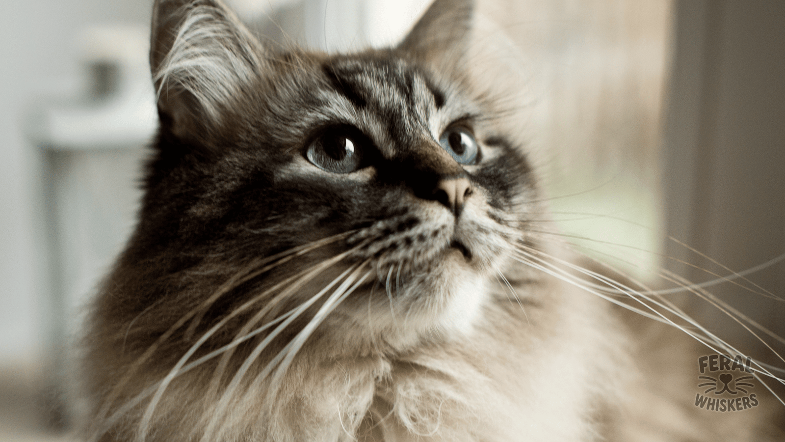 Whisker-Talk: More Than Just Face Decoration