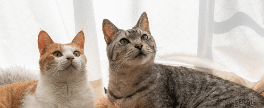 Crazy Guinness World Records Held by Cats