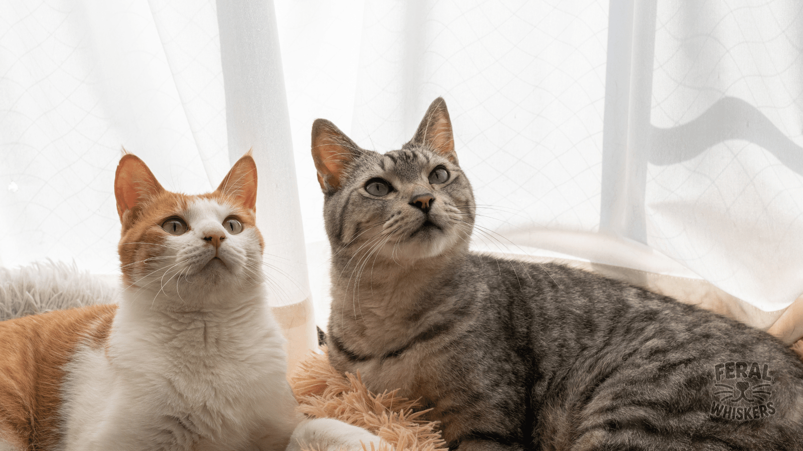 Crazy Guinness World Records Held by Cats