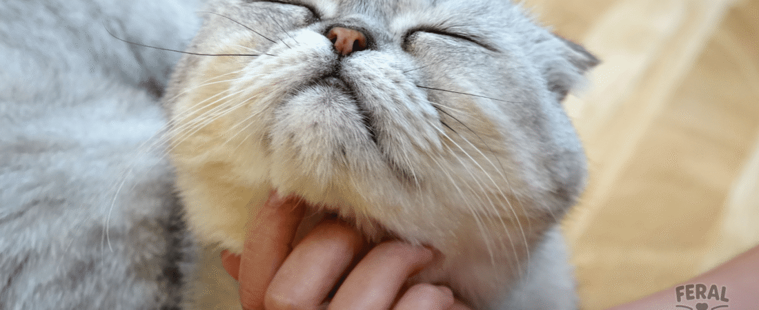 The Ultimate Guide to Cat Communication: From Meows to Slow Blinks