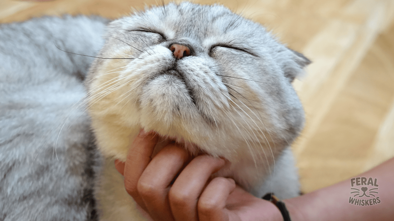 The Ultimate Guide to Cat Communication: From Meows to Slow Blinks