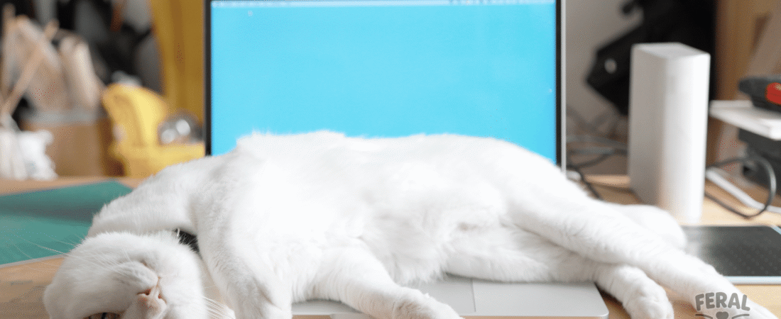 15 Fascinating Fun Facts About Cats You Probably Didn’t Know