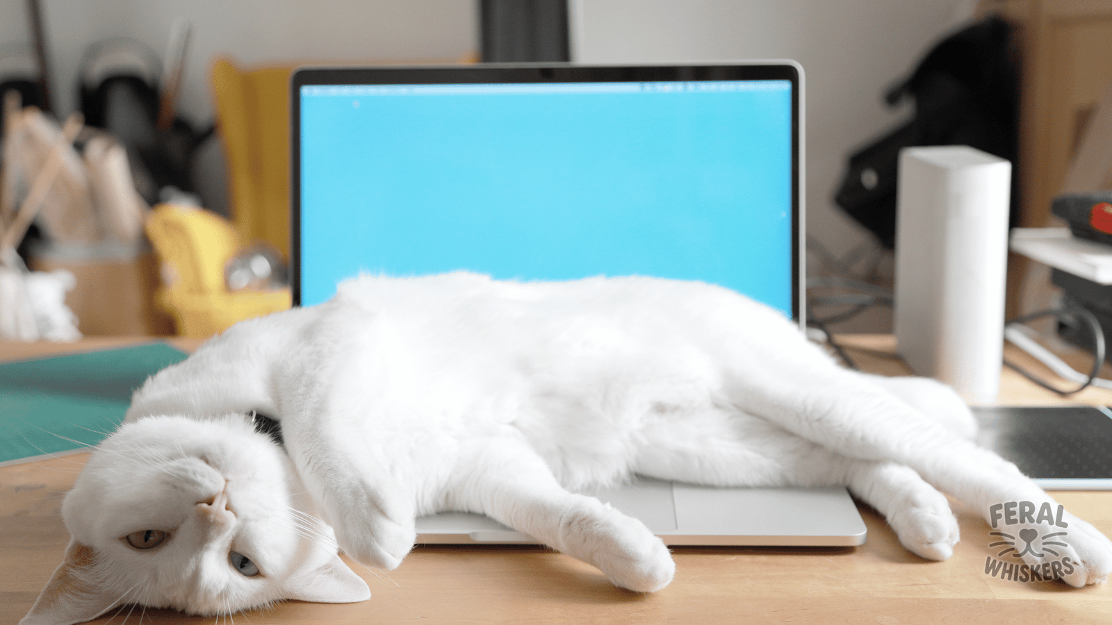 15 Fascinating Fun Facts About Cats You Probably Didn’t Know