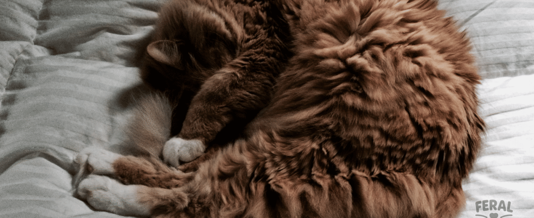 Why Do Cats Sleep So Much? Fun Facts About Feline Naptime