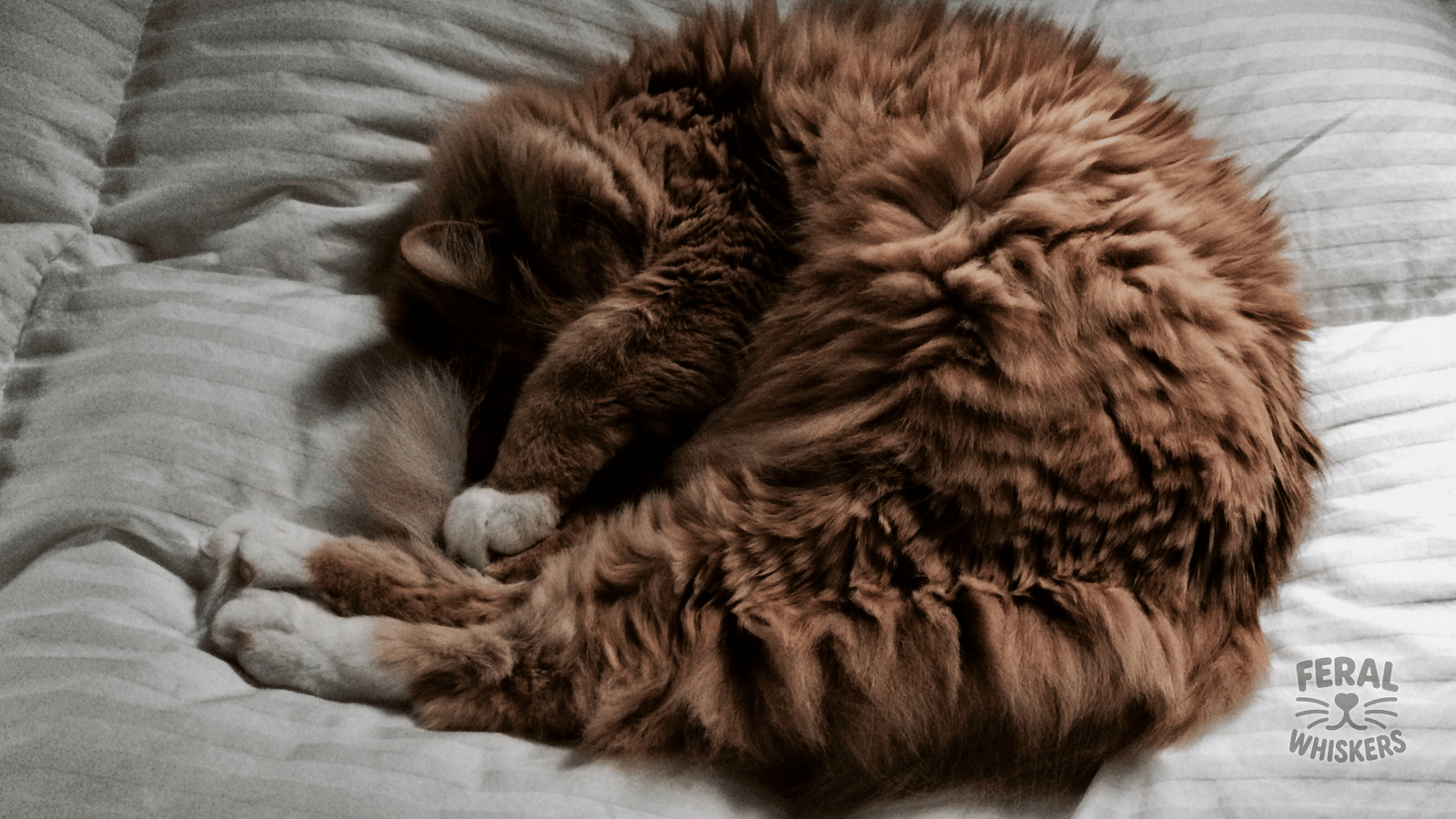 Why Do Cats Sleep So Much? Fun Facts About Feline Naptime