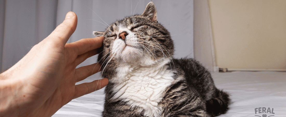 The Magic of the Purr: Surprising Facts About How Cats Heal Themselves