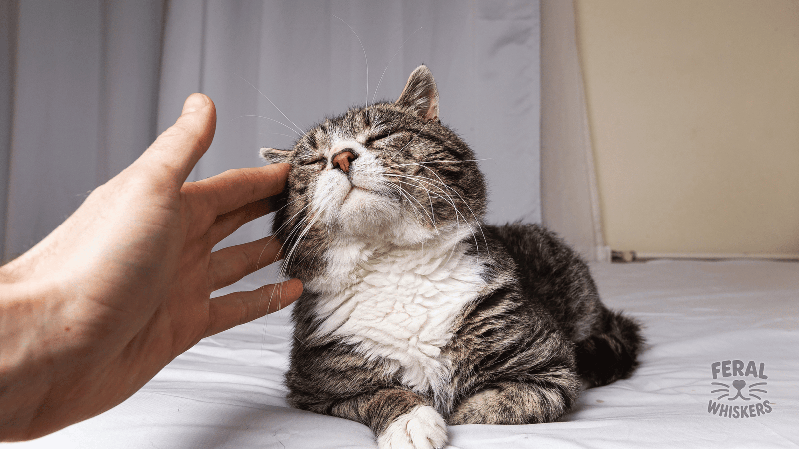 The Magic of the Purr: Surprising Facts About How Cats Heal Themselves