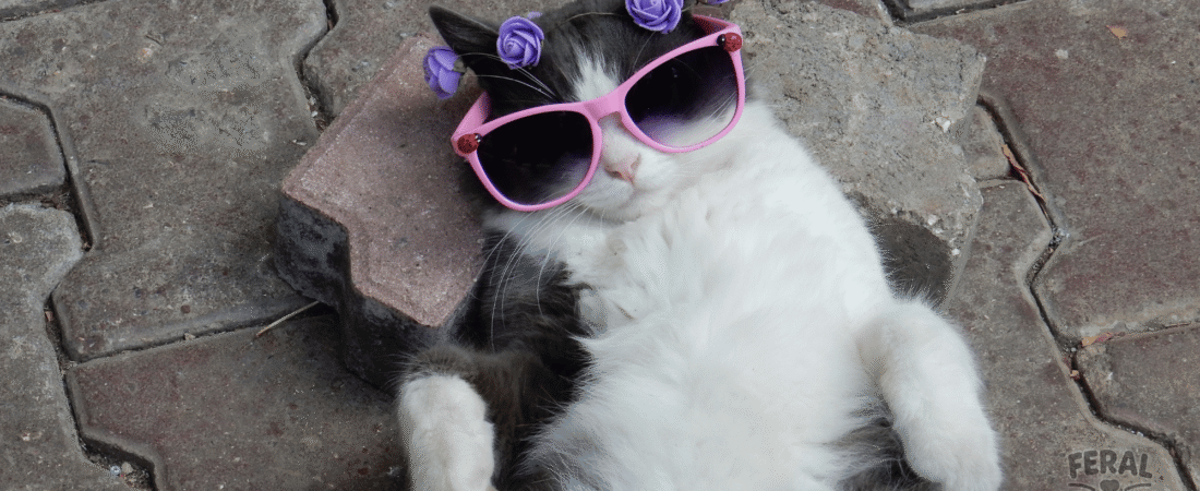 Amazing Cat Eyes: Fun Facts About Feline Vision