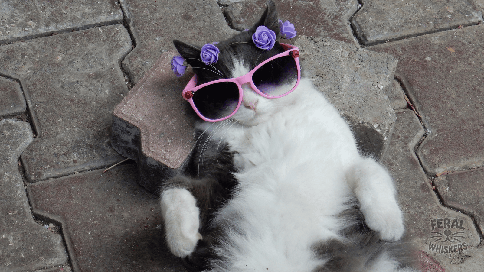 Amazing Cat Eyes: Fun Facts About Feline Vision