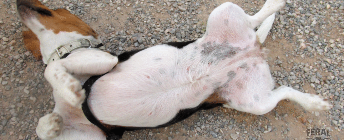 Canine Gut Health: Why Probiotics, Prebiotics, and Fermented Foods Matter