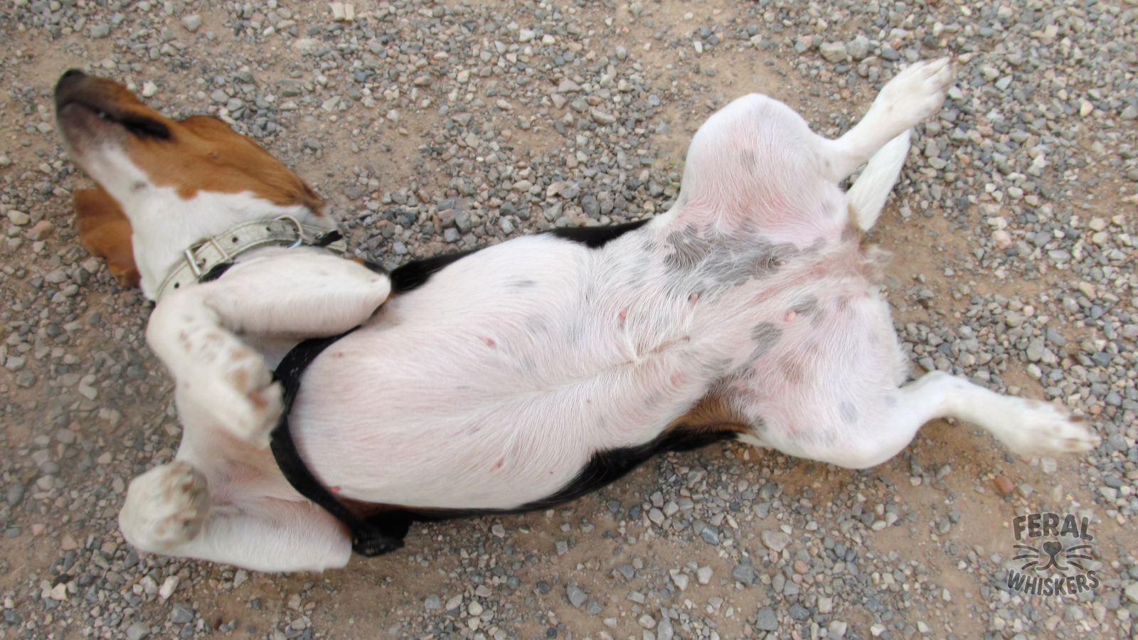 Canine Gut Health: Why Probiotics, Prebiotics, and Fermented Foods Matter