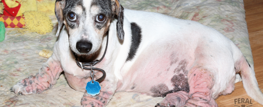 Natural Remedies for Dog Skin Allergies: Holistic Relief for Itchy Pups