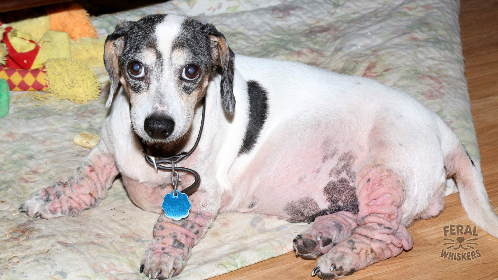 Natural Remedies for Dog Skin Allergies: Holistic Relief for Itchy Pups