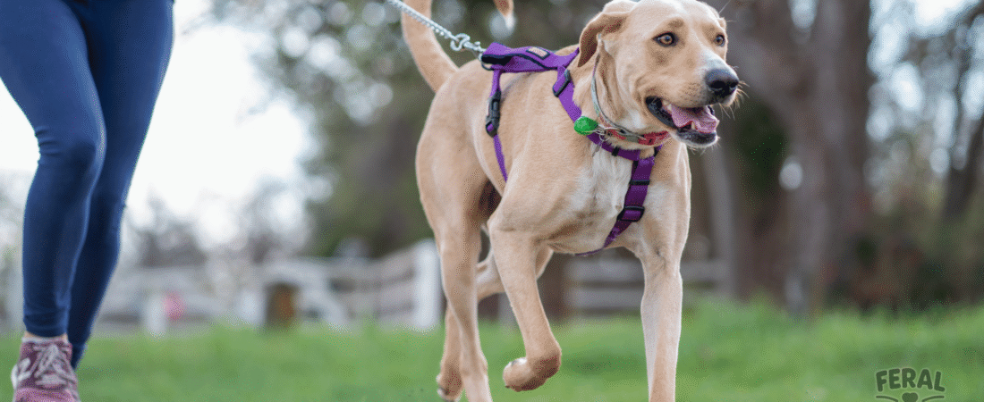 Arthritis in Dogs: Natural Pain Relief & Holistic Mobility Support