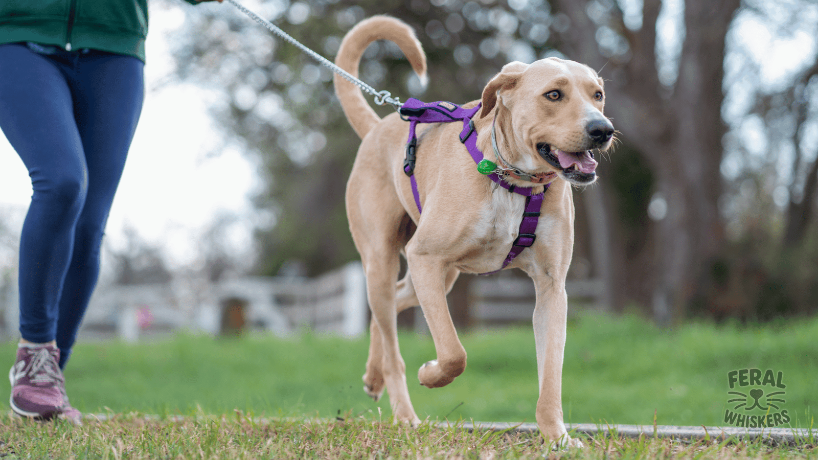 Arthritis in Dogs: Natural Pain Relief & Holistic Mobility Support