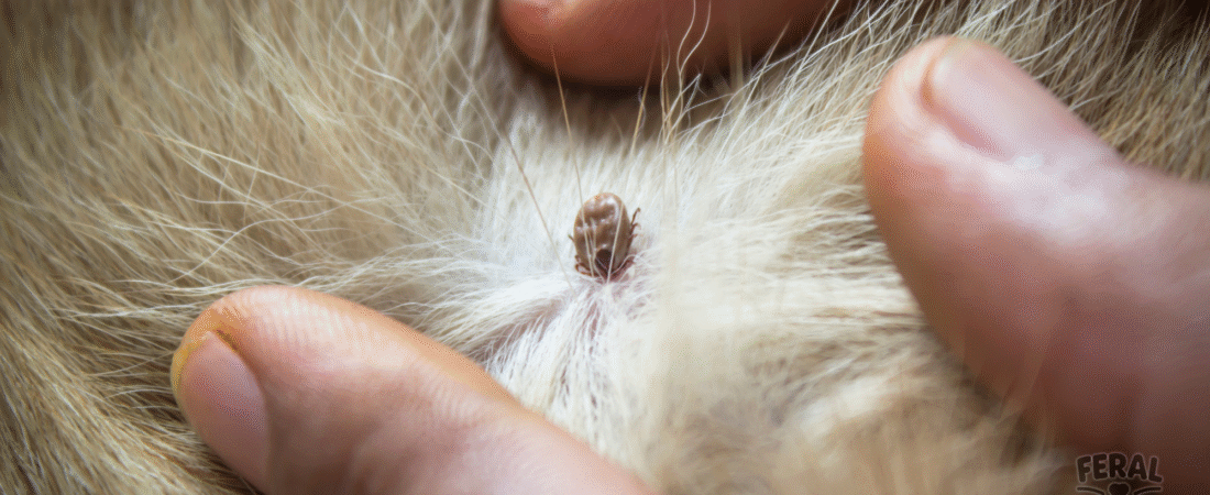 Ehrlichiosis in Dogs (Tracker Dog Disease): Symptoms, Treatment, Holistic Support, and Prevention