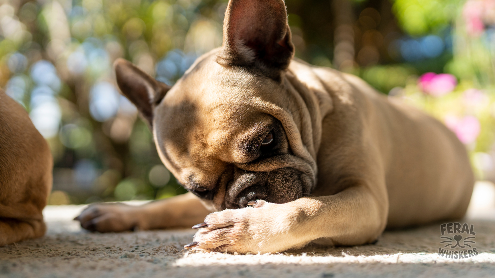 Babesiosis in Dogs: Symptoms, Treatment, Holistic Recovery, and Prevention