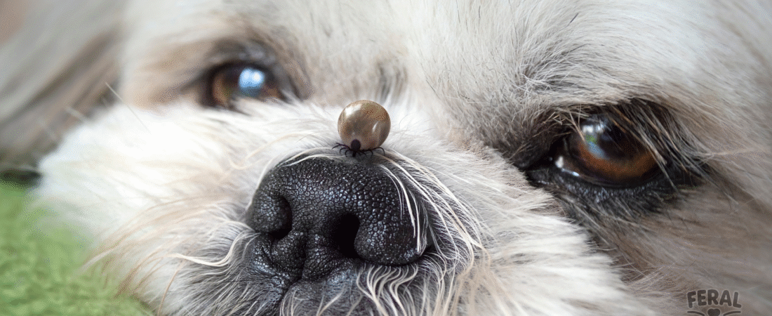 Hepatozoonosis in Dogs: Symptoms, Treatment, Holistic Recovery, and Prevention