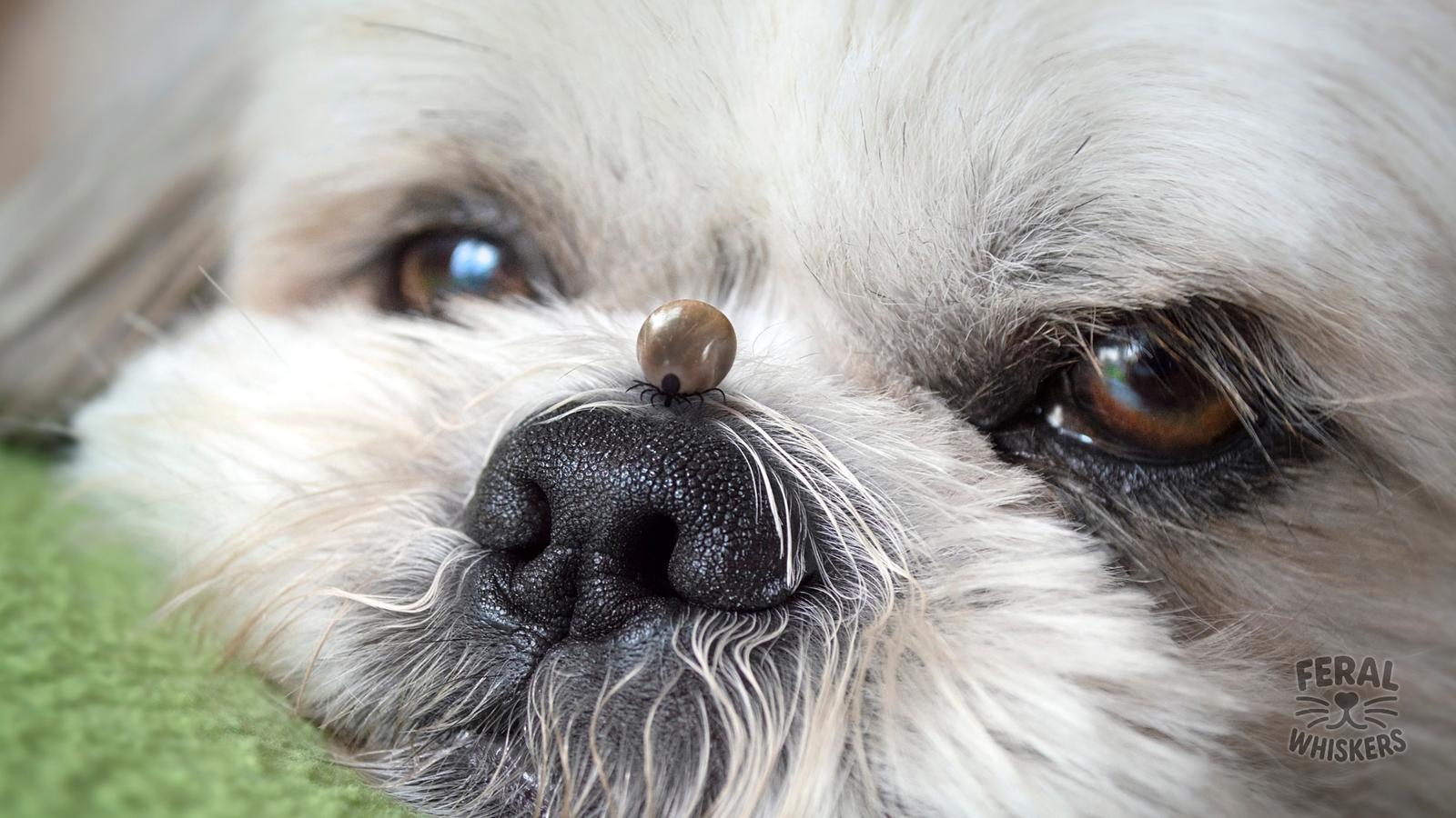 Hepatozoonosis in Dogs: Symptoms, Treatment, Holistic Recovery, and Prevention