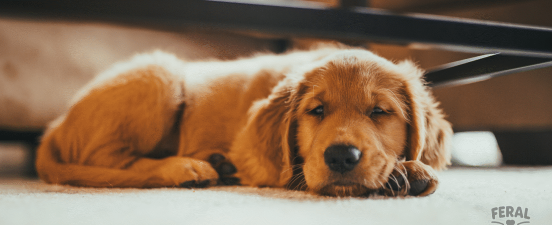 Tick-Borne Diseases in Dogs: Complete Guide to Symptoms, Treatment, Holistic Support, and Prevention