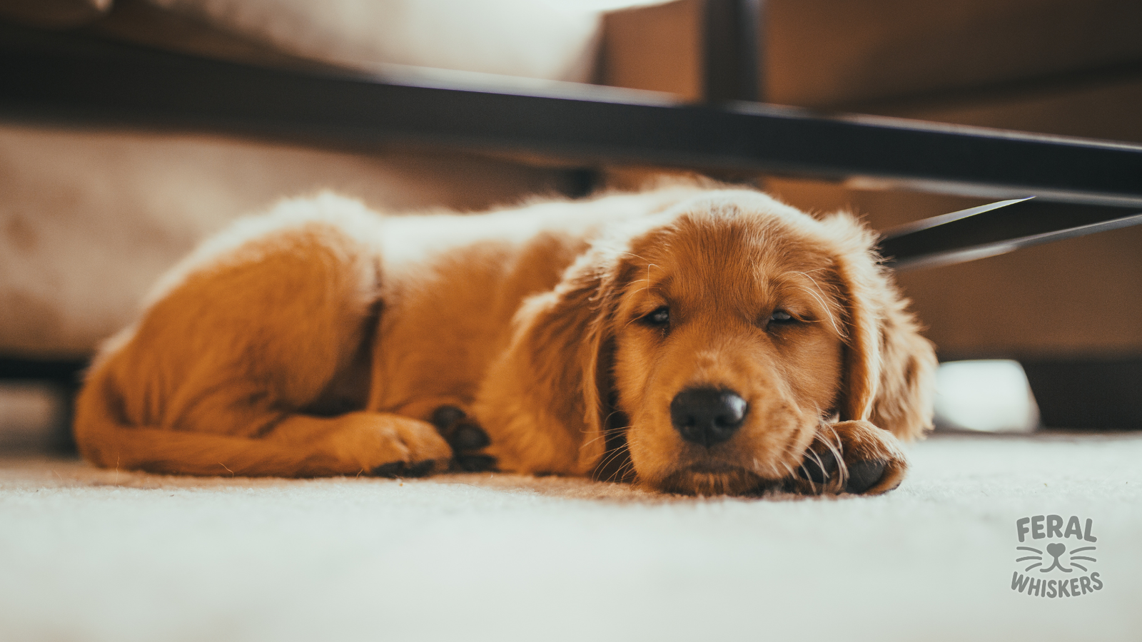 Tick-Borne Diseases in Dogs: Complete Guide to Symptoms, Treatment, Holistic Support, and Prevention