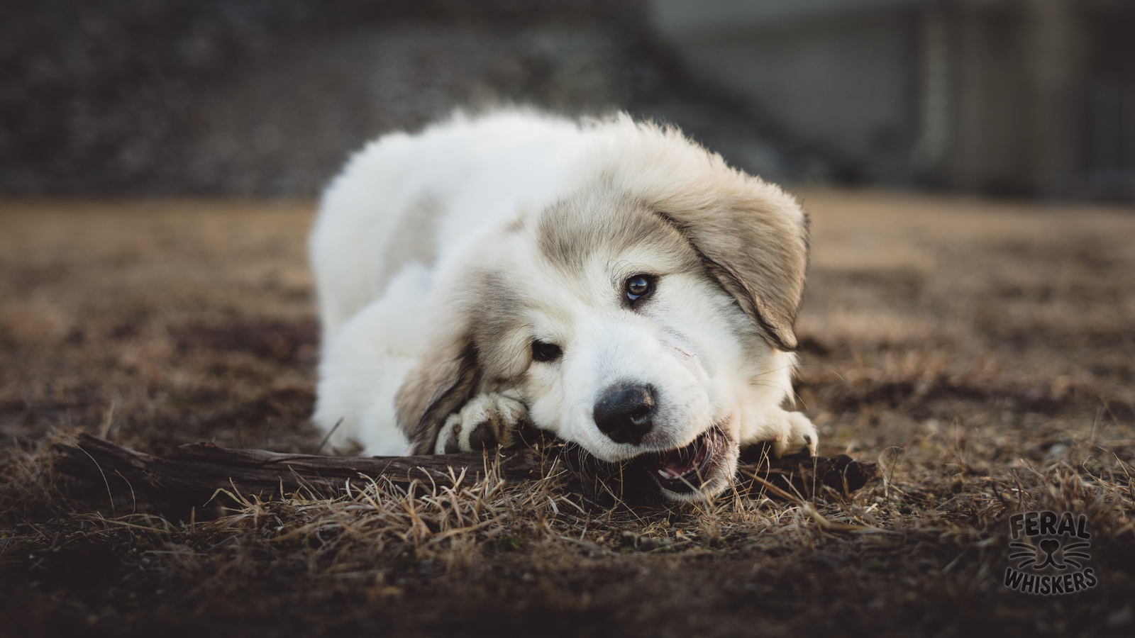 Rocky Mountain Spotted Fever (RMSF) in Dogs: Symptoms, Treatment, Holistic Recovery, and Prevention