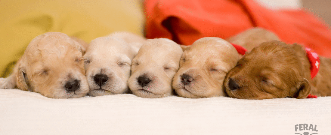 Canine Herpesvirus (CHV-1): Understanding the Silent Threat to Puppies and Adult Dogs