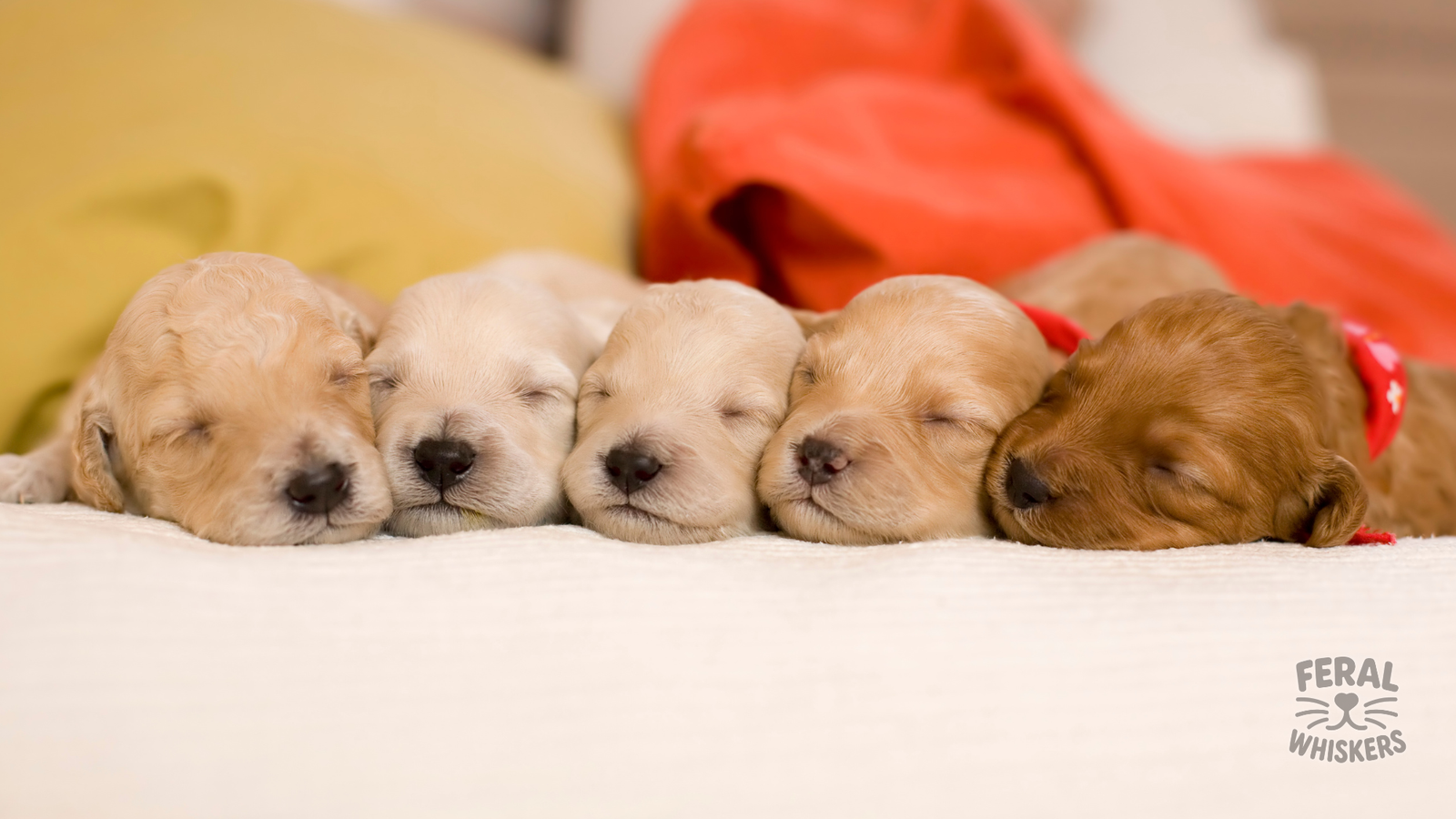 Canine Herpesvirus (CHV-1): Understanding the Silent Threat to Puppies and Adult Dogs